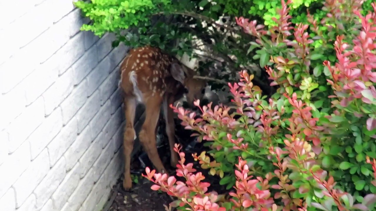 Baby Deer life in wild