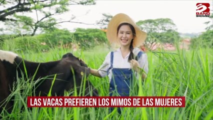 Las vacas prefieren los mimos de las mujeres