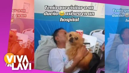 Esconden a perrita en maleta para reencontrarse con dueño en hospital