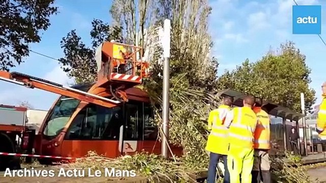 Abattage d'arbres au Mans : Le Foll face aux opposants