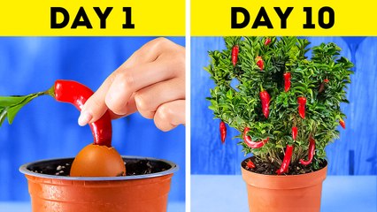 Unusual ways to grow your own fruits and vegetables at home