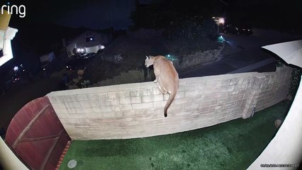 ¡Sorprendente! Puma es captado caminando por el patio de una casa en California 🐾