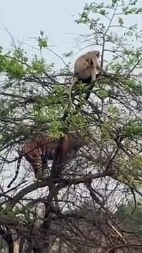 Un singe plus intelligent qu'un tigre