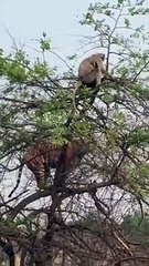 Un singe plus intelligent qu'un tigre