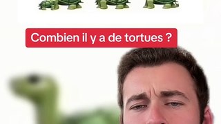 Combien de tortues ? (Exclu Dailymotion)