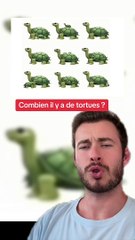 Combien de tortues ? (Exclu Dailymotion)