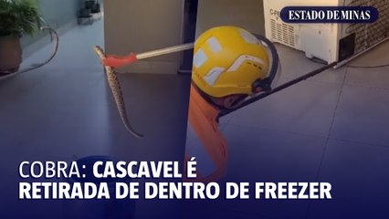 Cascavel é retirada de dentro de freezer no Norte de Minas