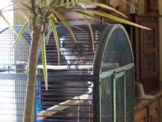 Poppy me donne des cours d'anglais .......