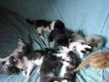 Les 9 petits chatons de 3 semaines et d'un mois