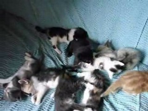 Les 9 petits chatons de 3 semaines et d'un mois