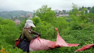CHP 2 Haziran'da Rize'de olacak: Çay üreticilerimizin sesi olacağız!