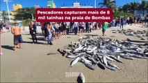 Pescadores capturam 8 mil tainhas em Bombas
