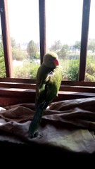 Talking Green Parrot