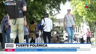 En Turquía rechazan plan para sacrificar a perritos abandonados