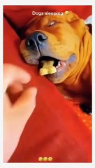 Los perros más grandes del mundo