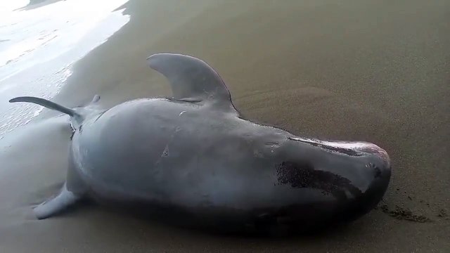 ext-encallado-300524