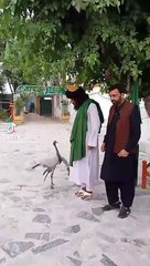 See the bird's love for man/birds lover
