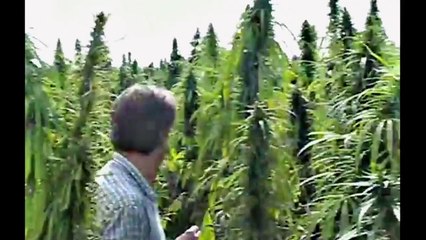 Weed Bandits 2 (2011) stream deutsch anschauen