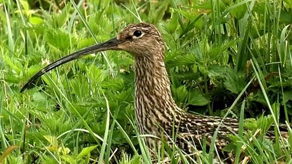 The Curlew: Close Up HD Footage (Numenius arquata)