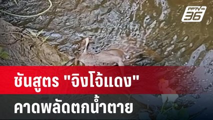 ชันสูตร "จิงโจ้แดง" หลังพบซาก คาดพลัดตกน้ำตาย | โชว์ข่าวเช้านี้ | 31 พ.ค. 67