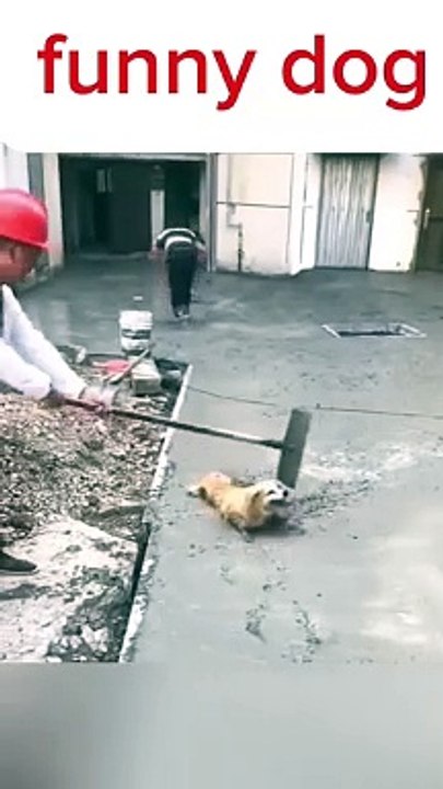 Funny dog