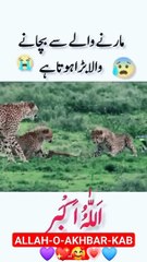 Welcome to abdul waheed title canal