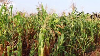 Tengrela bénéficie d'un programme pour booster la production de maïs