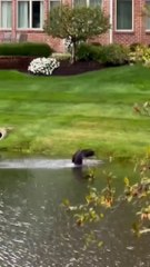 SubhanAllah|Allah is the creator of everything|