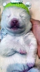 Dogs & puppys funny (5)