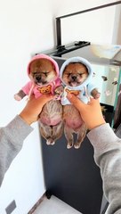 Dogs & puppys funny (2)