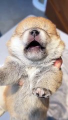 Dogs & puppys funny (8)