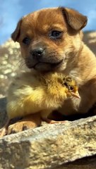 Dogs & puppys funny (6)