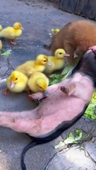 Dogs & puppys funny (10)