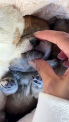 Dogs & puppys funny (7)