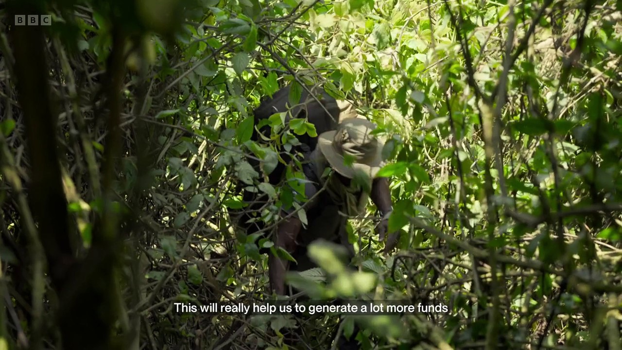 Watch Silverback on Solarmovie - Free & HD Quality