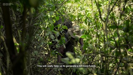 Watch Silverback on Solarmovie - Free & HD Quality