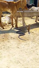 Indian king cobra snake