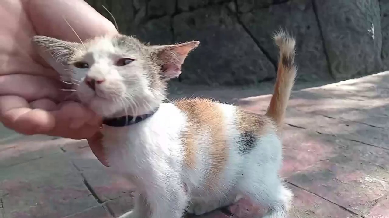 DOGS are Homies with Kitten?!? Cat videos Purr Cat soun