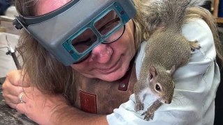 Ein Mann hat sich mit einem Eichhörnchen angefreundet, das jetzt in seinem Juweliergeschäft „aushilft“