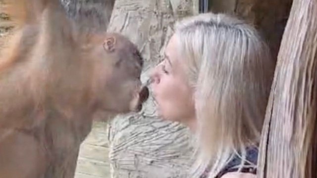 Orang-Utan-Baby küsst Zoobesucher spielerisch durch ein Glasfenster