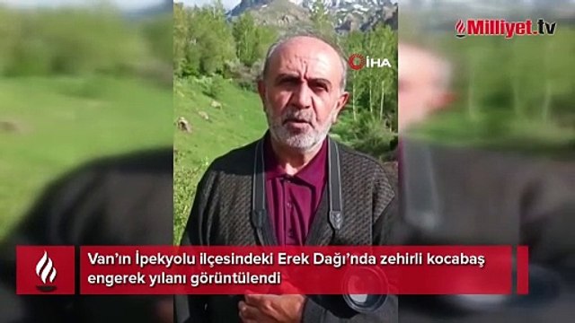 Van’da zehirli kocabaş engerek yılanı görüntülendi