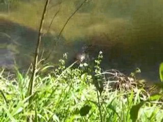 australie ornithorynque