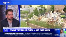 Gard: une femme de 93 ans meurt après avoir été attaquée par un chien dans un cimetière, quatre personnes mises en examen