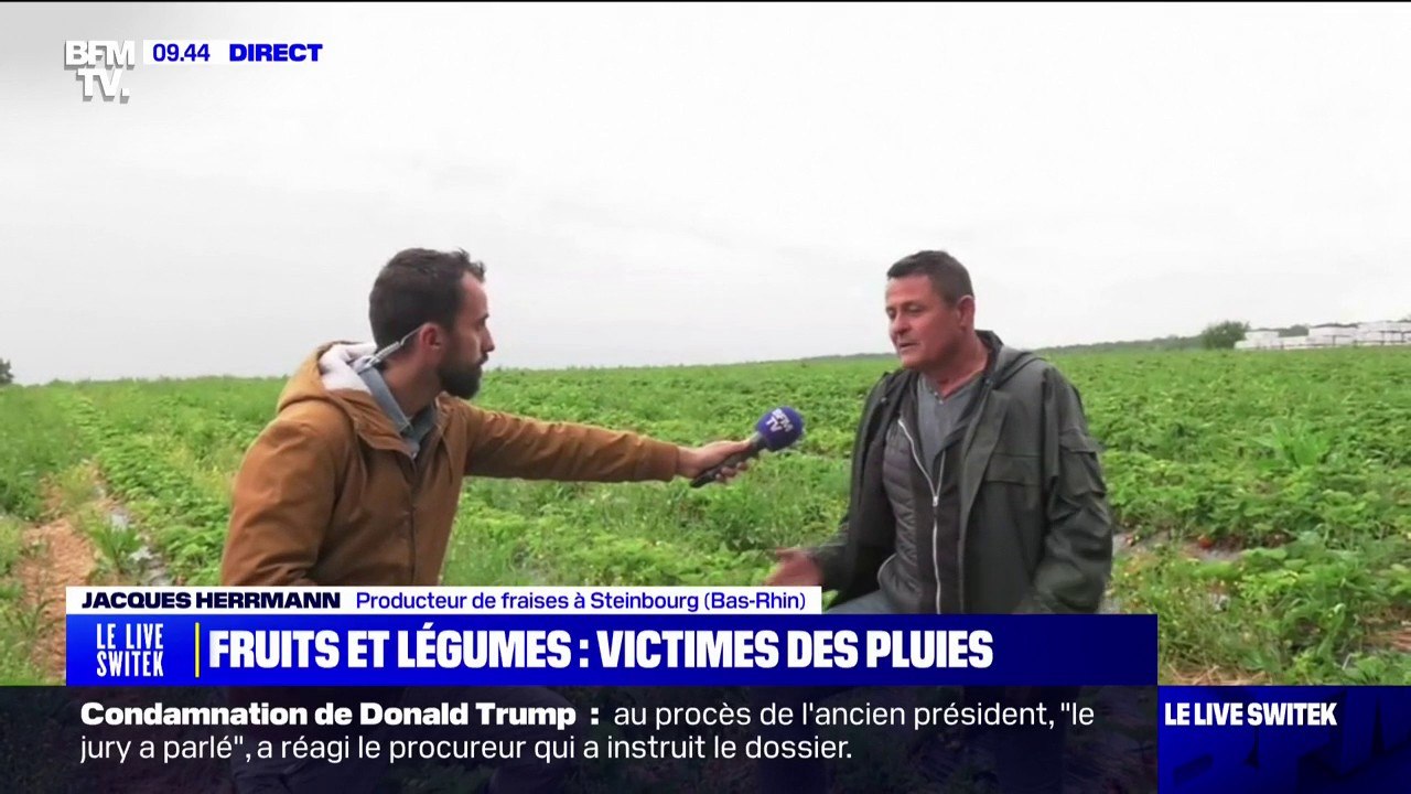 En Alsace, la situation est catastrophique pour ce producteur de fraises à cause de la pluie sans fin