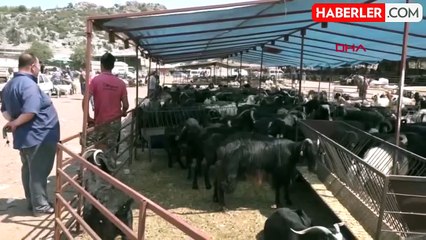 ABD'de Süt İneklerinden Kuş Gribi Vakaları Artıyor