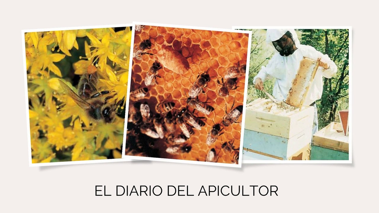 Las abejas - The bees