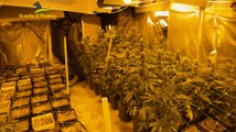 Piantagione di marijuana sequestrata in un bene confiscato nel Napoletano (31.05.24)