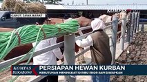 Kebutuhan Meningkat 10 Ribu Ekor Sapi Disiapkan