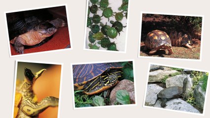 El gran libro de las tortugas - The great book of turtles