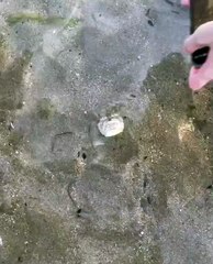 Comment ne pas avoir peur de marcher sur la plage quand ce genre de truc existe ? 